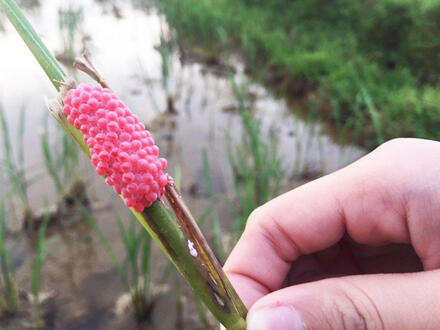 Kinh tế - Chính trị